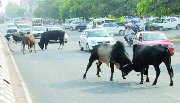Here-are-the-cows-Tie-them-in-your-houses