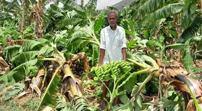 నేలకొరిగిన అరటి