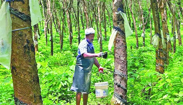 Rubber-plantation-farmers-clamor