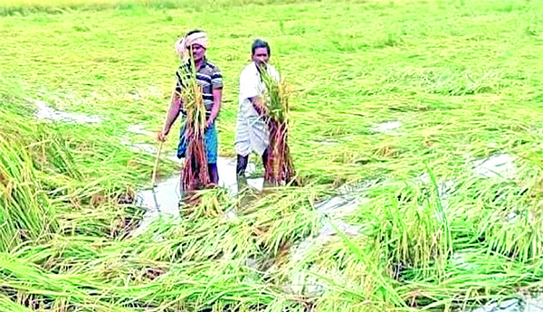 Free-crop-insurance-that-does-not-support-the-farmer