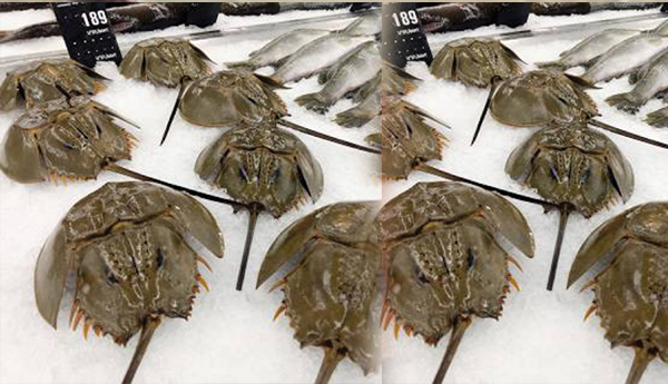 /A-horseshoe-crab-that-checks-for-harmful-factors