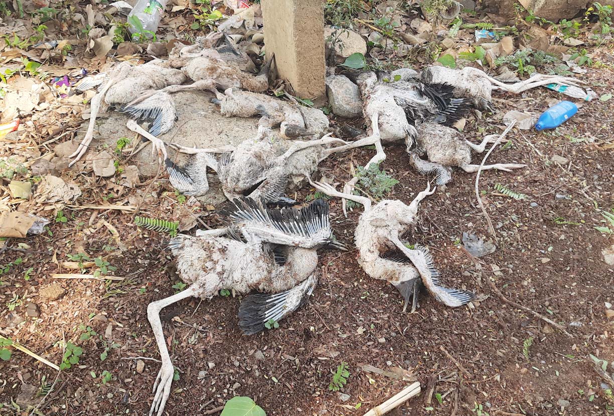 గూడు చెదిరి.. గుండె పగిలి..!