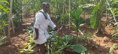 నేలకొరిగిన అరటి