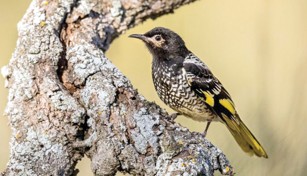 Pata-maracina-pitta