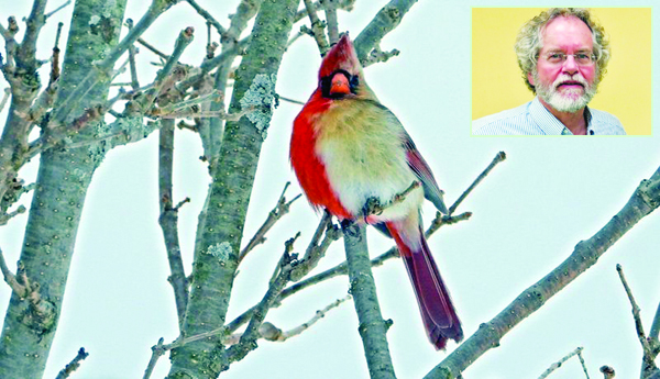 This-is-an-LGBT-bird