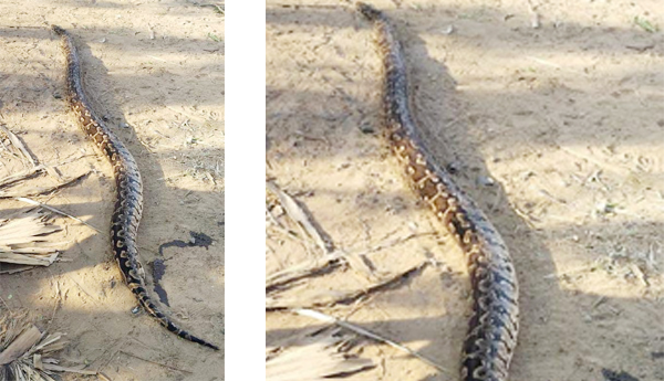 Python-riot-in-Machilipatnam