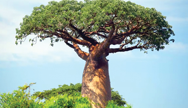 Wow-bao-bab-trees