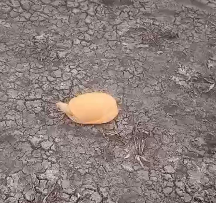 బంగారు వర్ణంలో తాబేలు