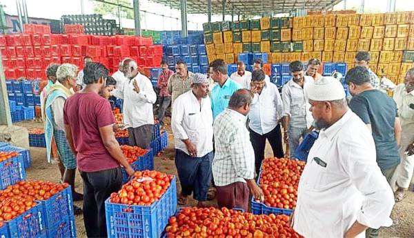 కిలో టమోటా రూ.196