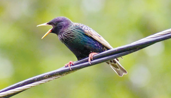 Do-not-shock-the-birds