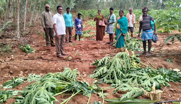 A-herd-of-elephants-attacks-the-crops