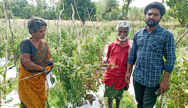 damage-tomato-crop-in-