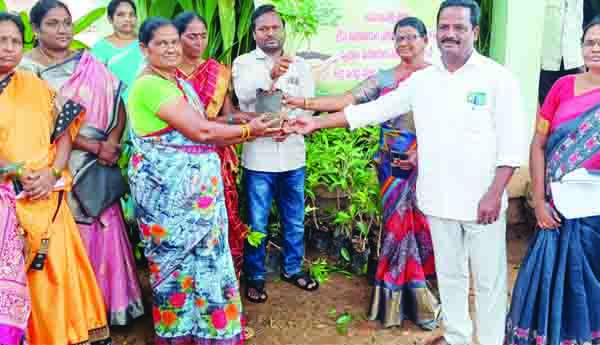 డ్వాక్రా మహిళలకు మొక్కల పంపిణీ