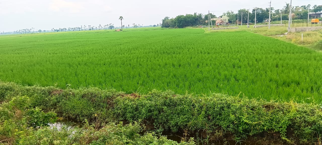 డెల్టాలో వరినాట్లు ముమ్మ