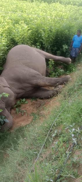 కరెంట్‌షాక్‌తో మరణించిన ఏనుగు 