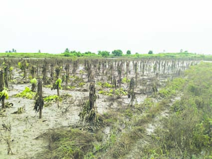 ఉద్యాన పంటలకు అపార నష్టం