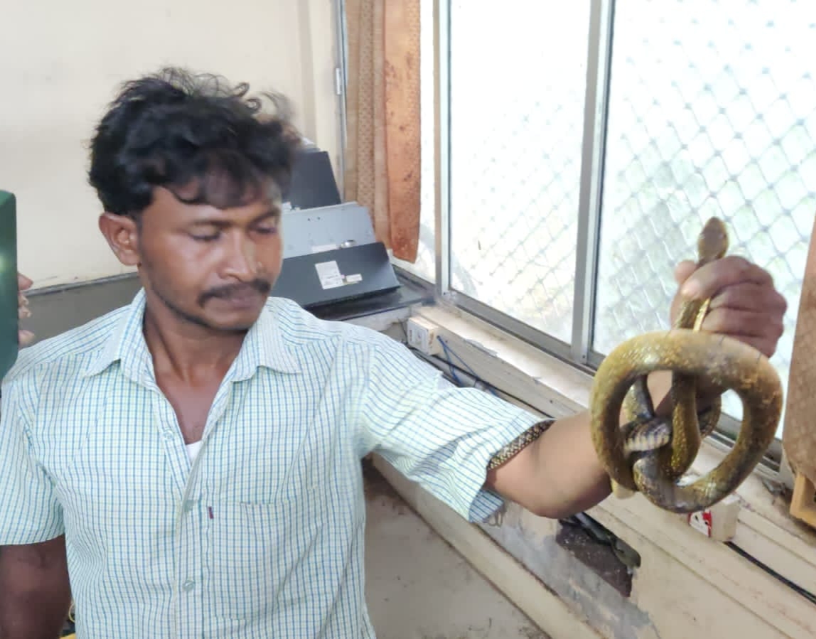 కలక్టరేట్లో పాము కలకలం