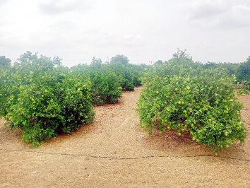 చీనీ ధరలు పతనం
