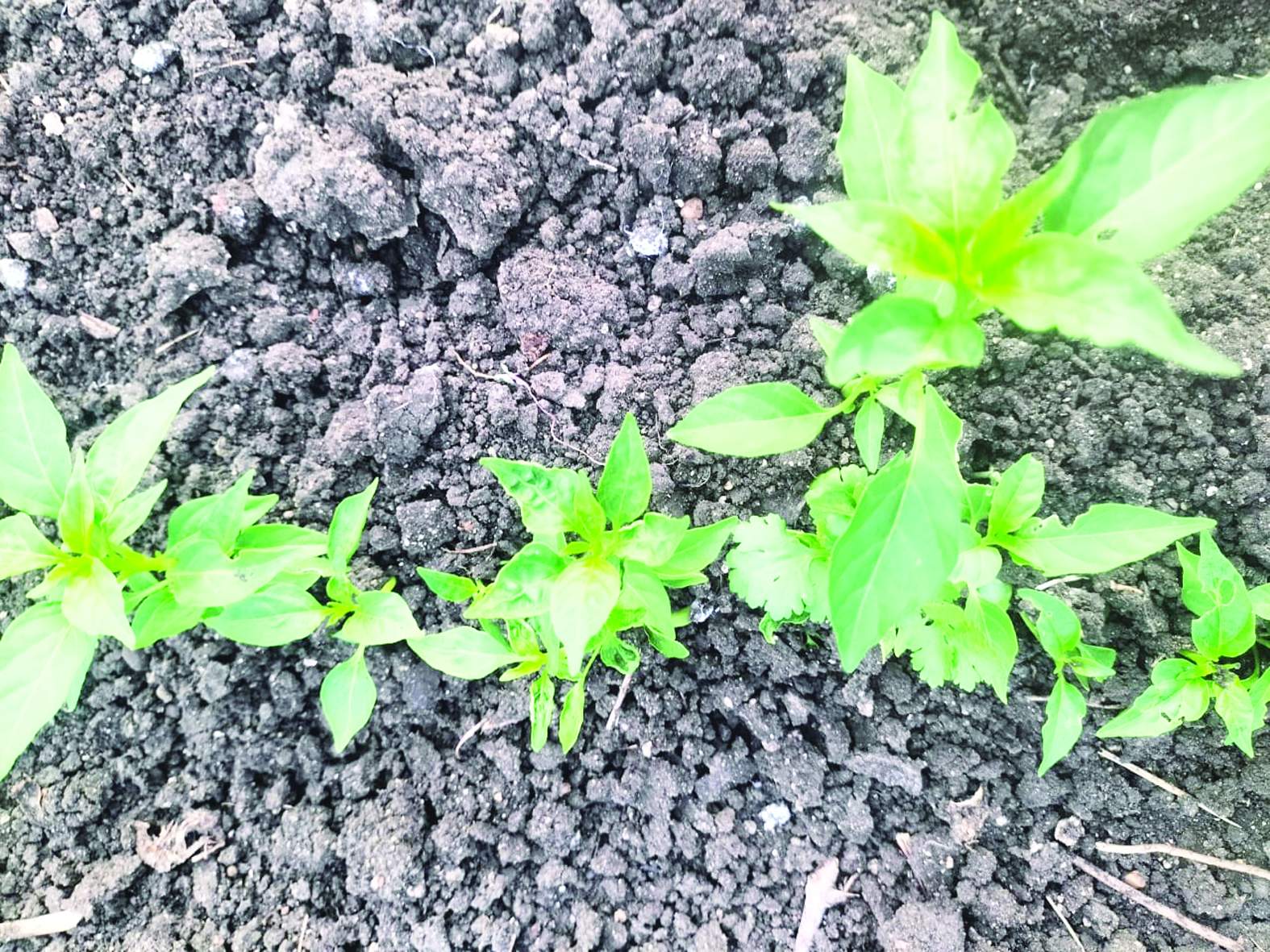 వర్షాల్లేక ఎండిపోతున్న మిరప పంట