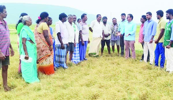 రైతులకు తేలికపాటి వరి విత్తనాలు