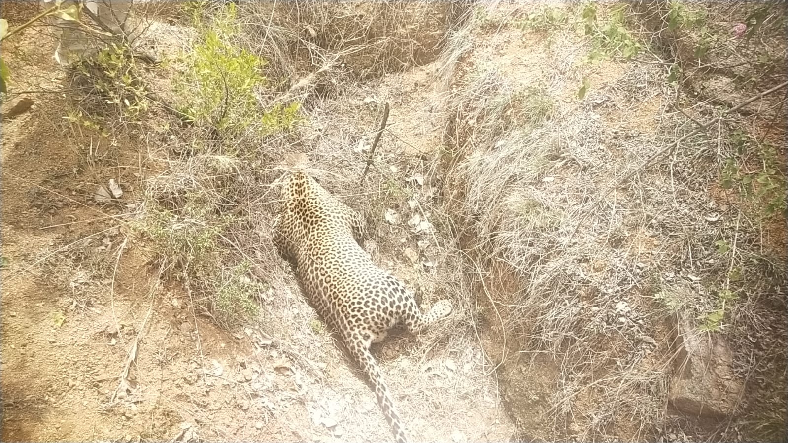 మేళవాయిలో మరో చిరుత మృతి