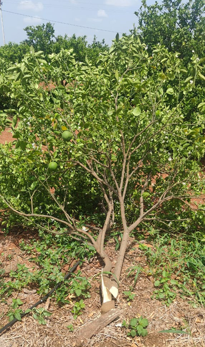 చీనీచెట్లు నరికివేత