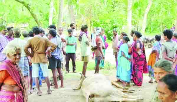 విష ప్రయోగంతో పశువులు మృతి
