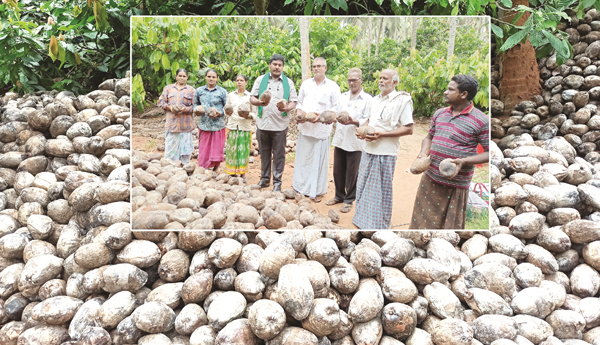 నష్టాల్లో కొబ్బరి రైతులు...   