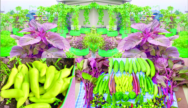 Garden-crop-Health-is-your-home