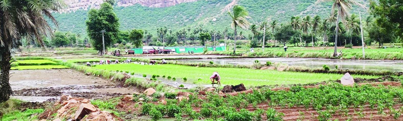 వరి నాట్లు వేస్తున్న రైతులు