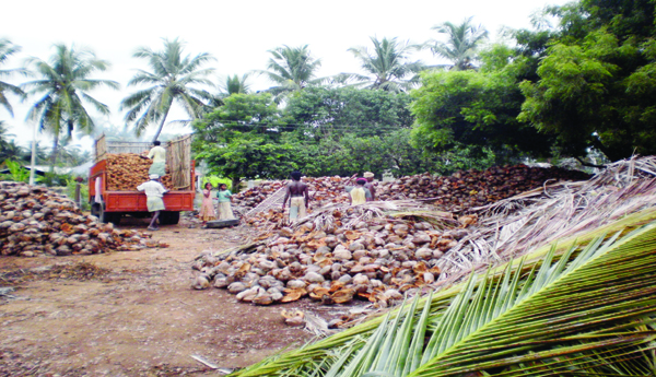 A-coconut-farmer-in-trouble