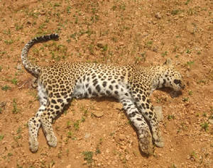 అనుమానాస్పద మృతి