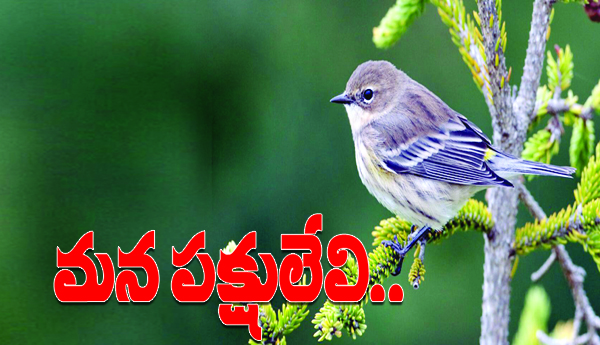 Our-birds-are