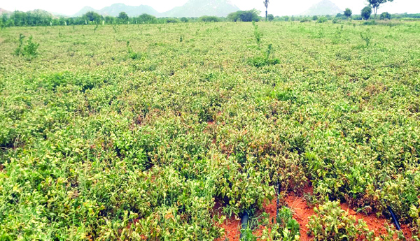 Infinite-farmers-interest-in-peanuts