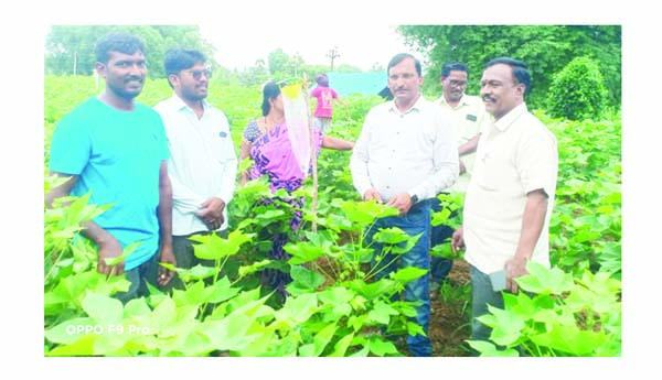 అంతర పంటలకు ప్రాధాన్యత ఇవ్వాలి