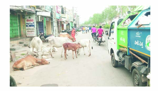 రోడ్లపై దర్జాగా పశువులు