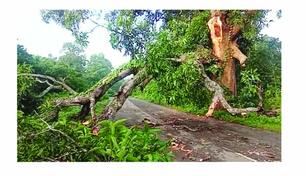 ప్రధాన రహదారిపై కూలిన భారీ వృక్షం