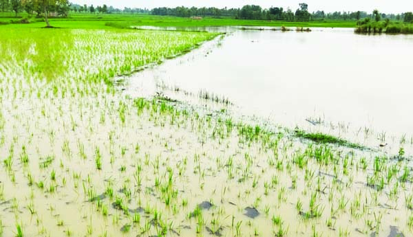 70 ఎకరాలు వరి పంట నీట మునక