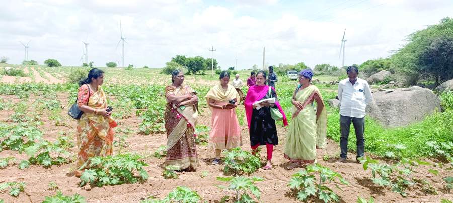 పంట నమోదును పరిశీలిస్తున్న జిల్లా వ్యవసాయ అధికారిణి ఉమామహేశ్వరమ్మ