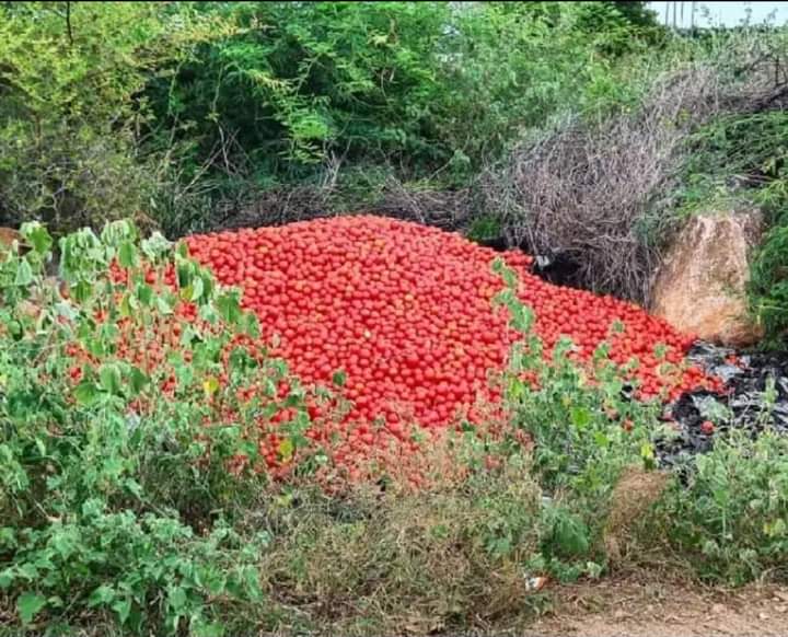 టమోటా రైతుకు నష్టాలే మి(ది)గులు..!
