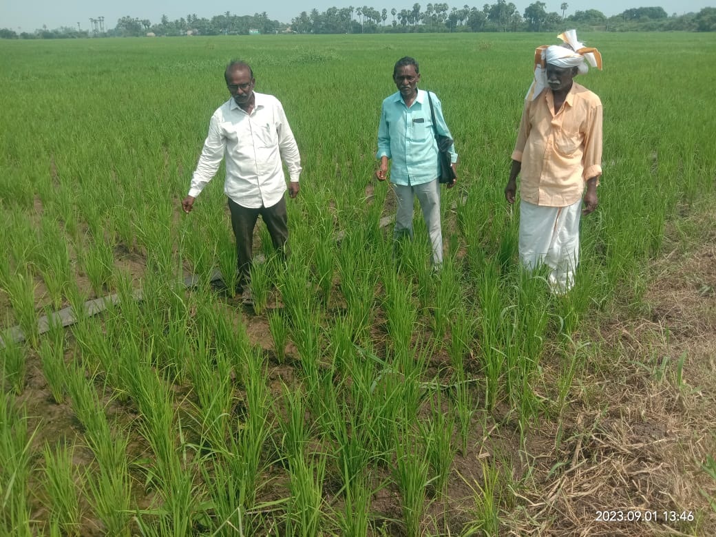 ఎండిపోతున్న పంటలకు నీరందించాలి
