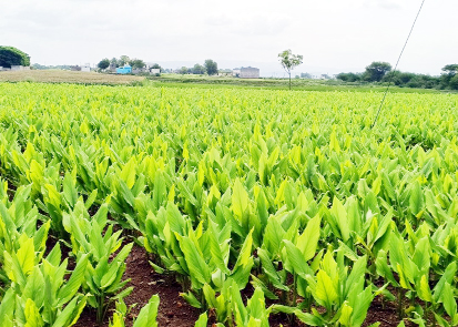 సీతారామపురం వద్ద సాగులో ఉన్న పసుపు పంట