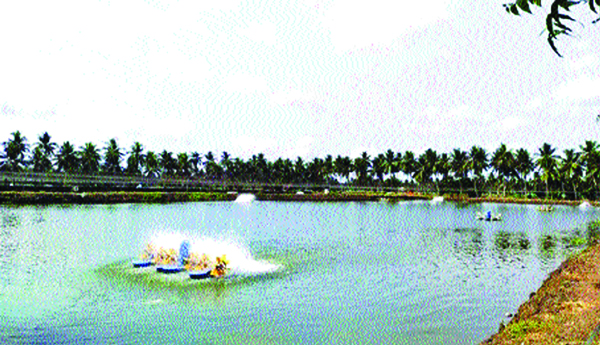 Without-permission-Aqua-cultivation