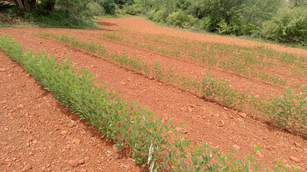వర్షాలు లేక పెరగని కంది పంట