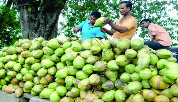 Coconut-farmer-prices