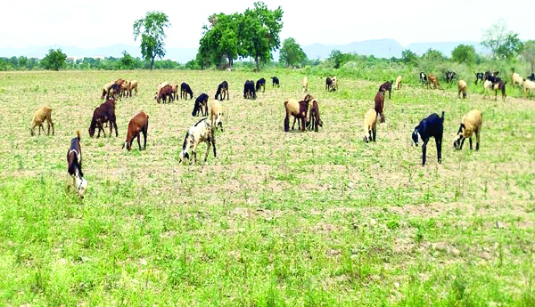 Drought-hit-Kharif