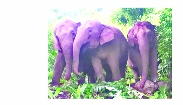 గిరి శిఖర గ్రామాల్లో సంచరిస్తున్న గజరాజులు