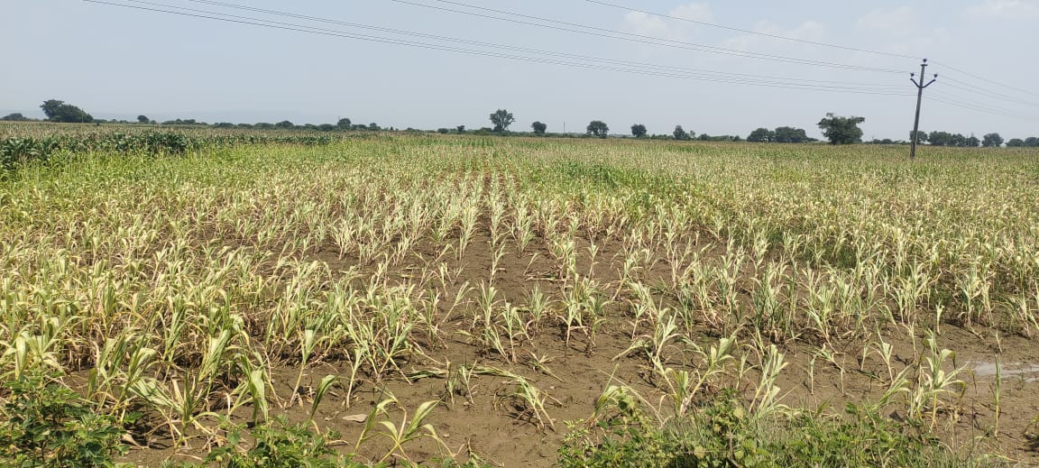 కొత్తపల్లి మండలంలో ఎండిపోయిన మొక్కజొన్న పంట