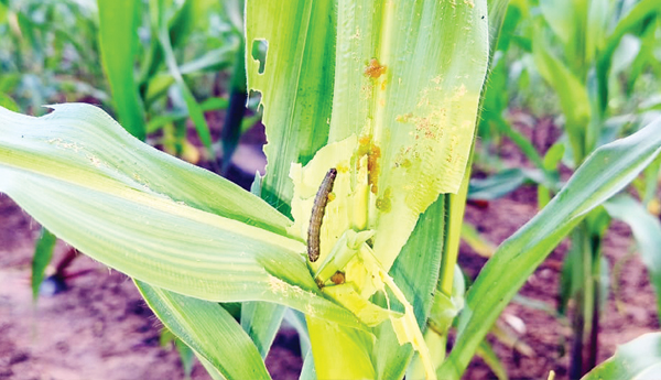 maize-crop-problems-in-srikakulam