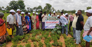 కిట్లు పంపిణీ